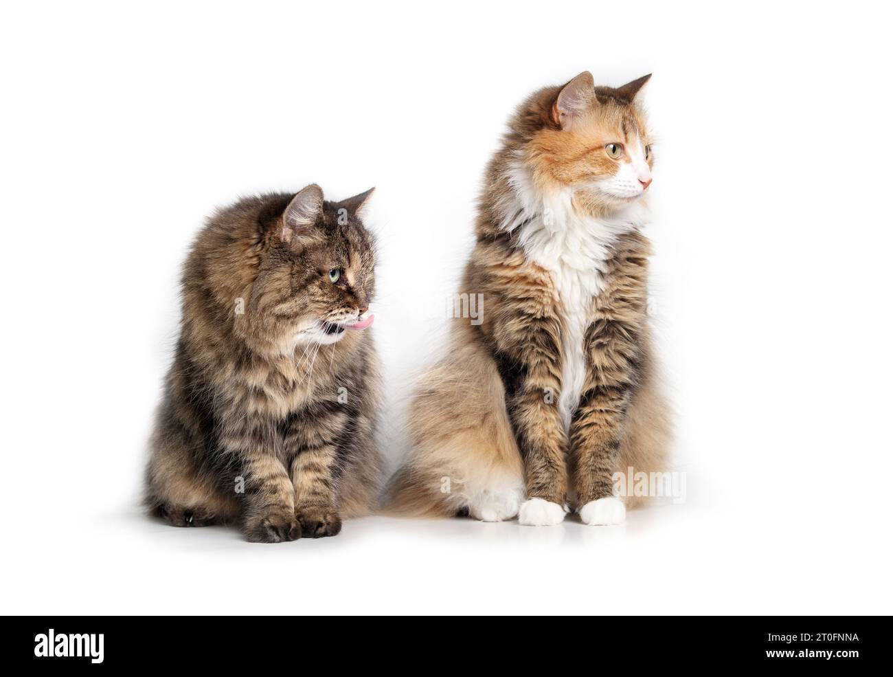 Neugierige Katzen, die im Sitzen auf einen Bildschirm schauen. Zwei gebundene, flauschige Katzen sitzen zusammen in Begleitung. 17 Jahre alte Tabby Katze und Stockfoto