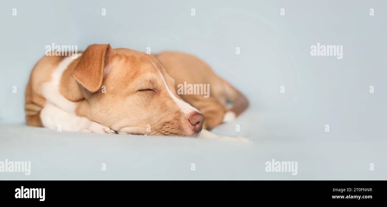 Welpe schläft auf farbigem Hintergrund. Niedlicher Welpe, zusammengerollt auf dem Sofa, erschöpft und müde. Hündchenkonzept mit nach Hause bringen. 8 Wochen alt, weiblich Bo Stockfoto