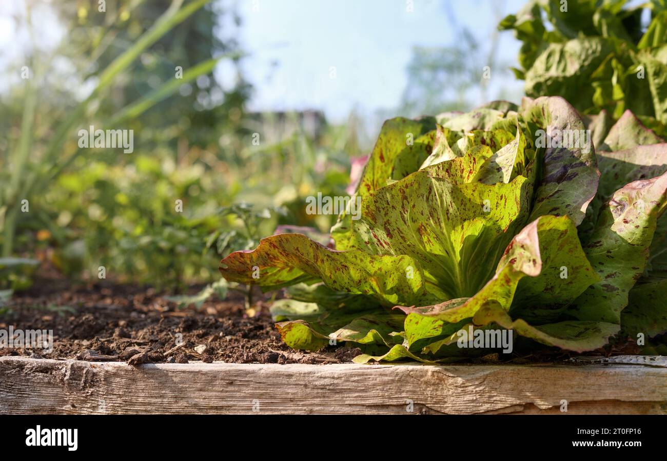 Sommersalat im Garten an einem Sommertag mit defokussiertem Gemüse. Reife grüne und rot gesprenkelte Salatpflanze. Bio-Heirloom-Salat. Selektiv fo Stockfoto