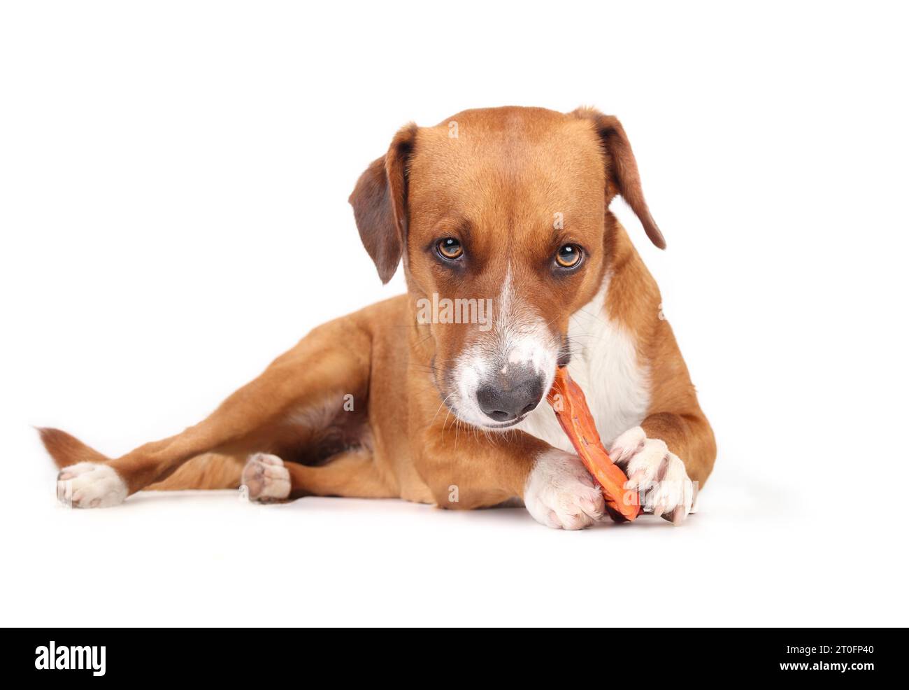 Glücklicher Hund mit Tierohrkauen, der in die Kamera schaut. Niedlicher Welpe, der große geräucherte Wasserbüffelohren im Mund und zwischen den Pfoten kaut. Kauspaß, den Stockfoto