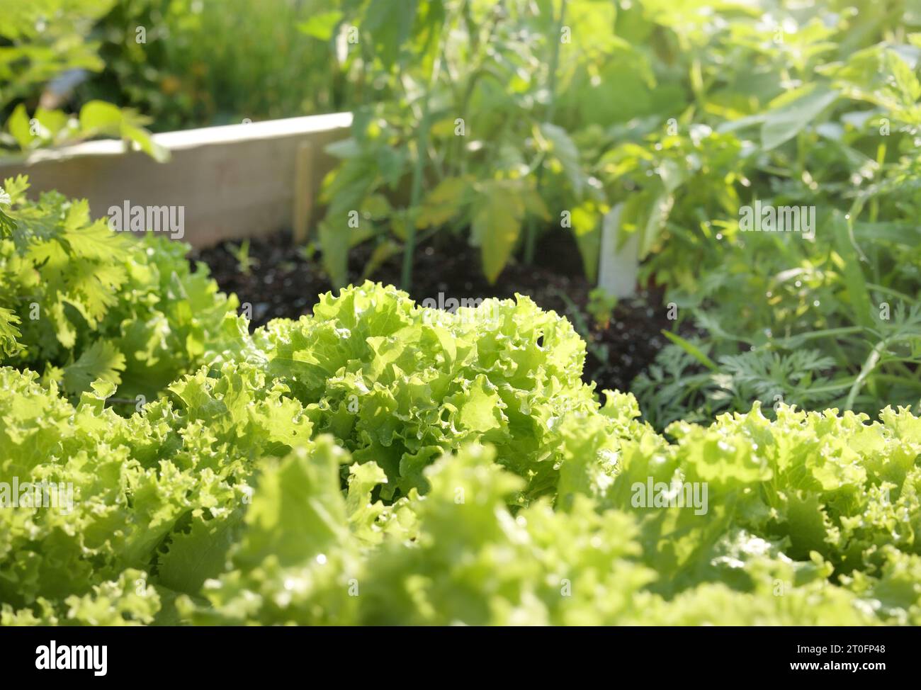 Salat aus Romain, der an sonnigen Tagen im Garten wächst. Viele reife Salatpflanzen im Hochgartenbeet. Hellgrüner gelber Salat bereit für die Ernte. Stockfoto