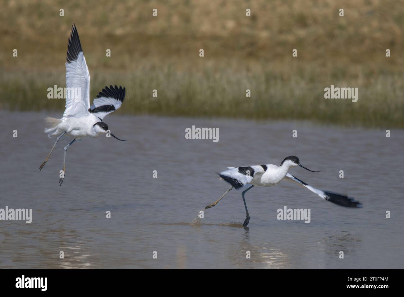 Avocettes dans la baie de somme Stockfoto