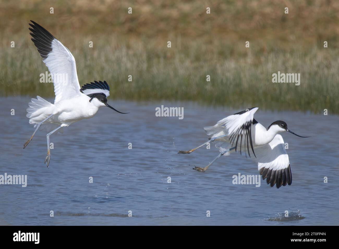 Avocettes dans la baie de somme Stockfoto