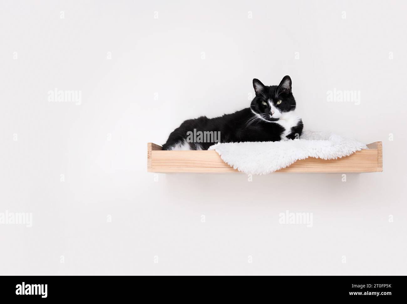 Katze, die auf Katzenregal oder Barsch liegt. Fröhliche, entspannte große Katze, die sich auf einem an der Wand montierten, schwimmenden Regal an der weißen Wand ruht, hinhängt oder hockt. 9 Jahre alt Ma Stockfoto