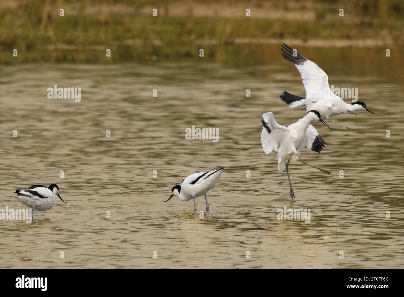 Avocettes dans la baie de somme Stockfoto
