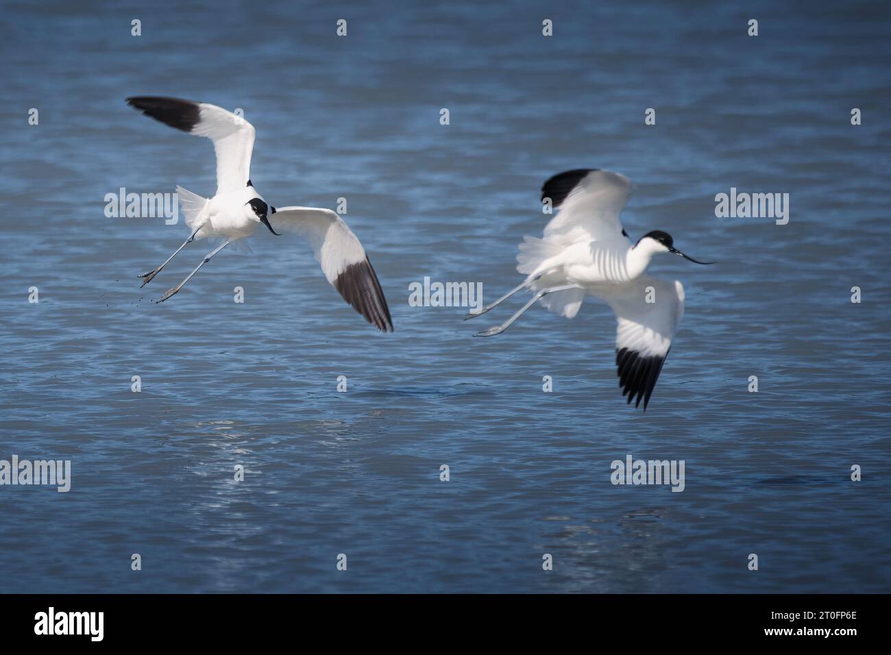 Avocettes dans la baie de somme Stockfoto