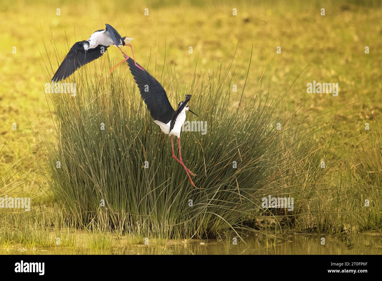 Echasses blanches dans la baie de somme Stockfoto