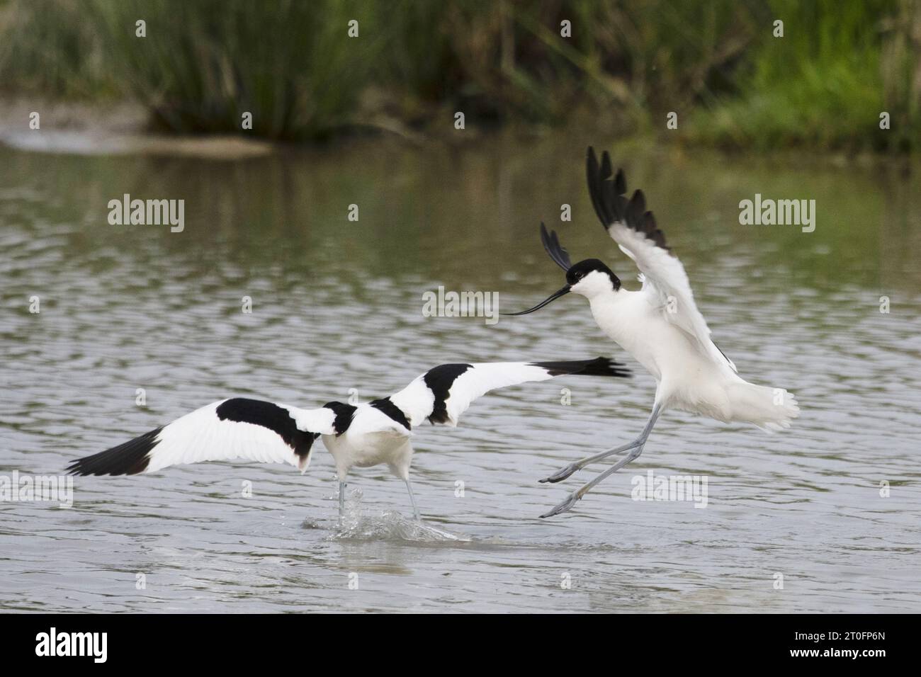 Avocettes dans la baie de somme Stockfoto