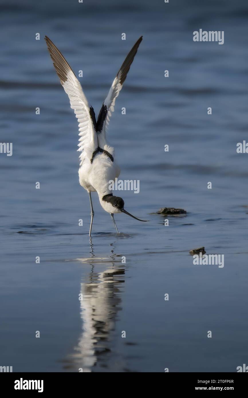 Avocettes dans la baie de somme Stockfoto