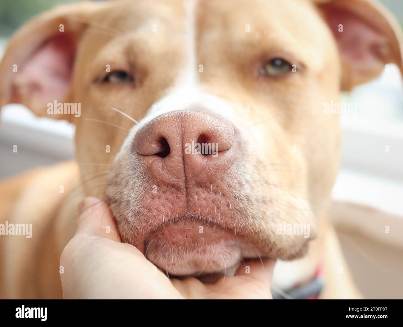 Hand hält Hundekopf mit Liebe und Blick in die Kamera. Hündchennase und Nasenlöcher, Nahaufnahme. Gesicht eines großen Welpen mit zarter rosa Nase. 10 Monate alt, Stockfoto