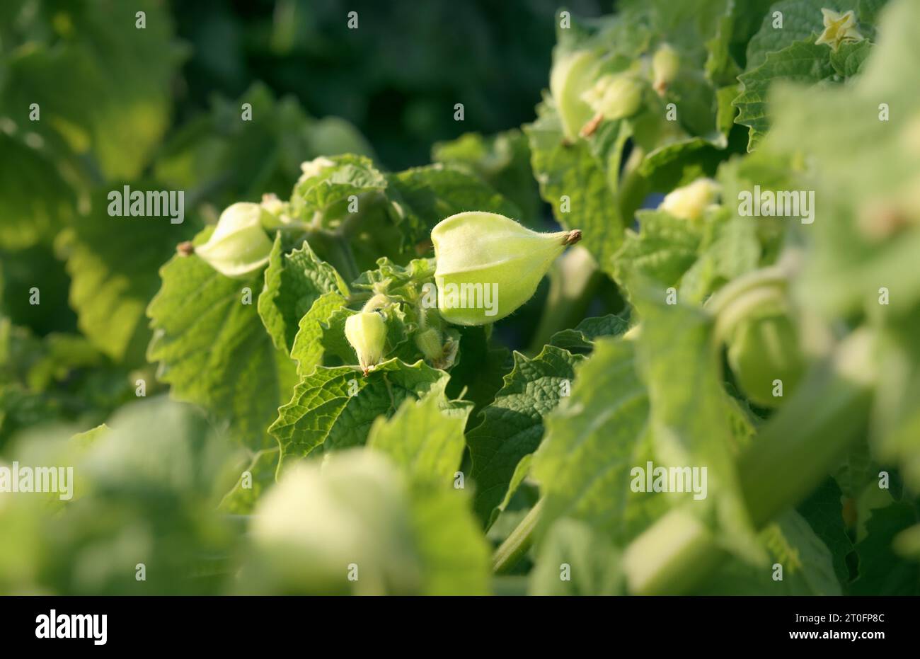 Gemahlene Kirschschschalen im Sommergarten, Nahaufnahme. Die gemahlene Kirsche von Tante Molly produziert kleine Orangenfrüchte in papierförmiger Schale. Poha-Beere, Pichuberry, ich Stockfoto