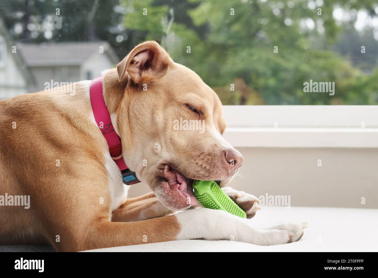 Glücklicher Hund mit Kauspielzeug auf dem Sessel. Seitenprofil eines grossen Welpen, der auf grünes Kautschuk-Dentalspielzeug mit Borsten beißt. Konzept für die Auswahl von Spielzeug zum sicheren Kauen Stockfoto