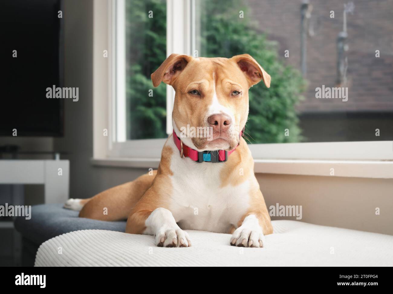 Entspannter Hund, der vor dem Fenster liegt, während er in die Kamera blickt. Ganzkörper aus bequemem Hündchenfrosch Leggings, Sploot oder Splooter. 10 Monate alt, weiblich Stockfoto