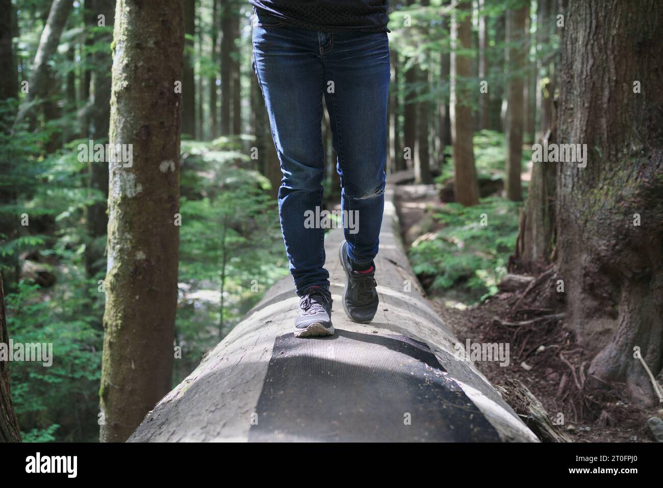 Wanderer im Wald. Niedriger Blick auf eine Frau, die auf einem umgestürzten Baumstamm läuft, der als Wanderweg mit üppig grünem Waldlaub genutzt wird. Wanderabenteuer b Stockfoto
