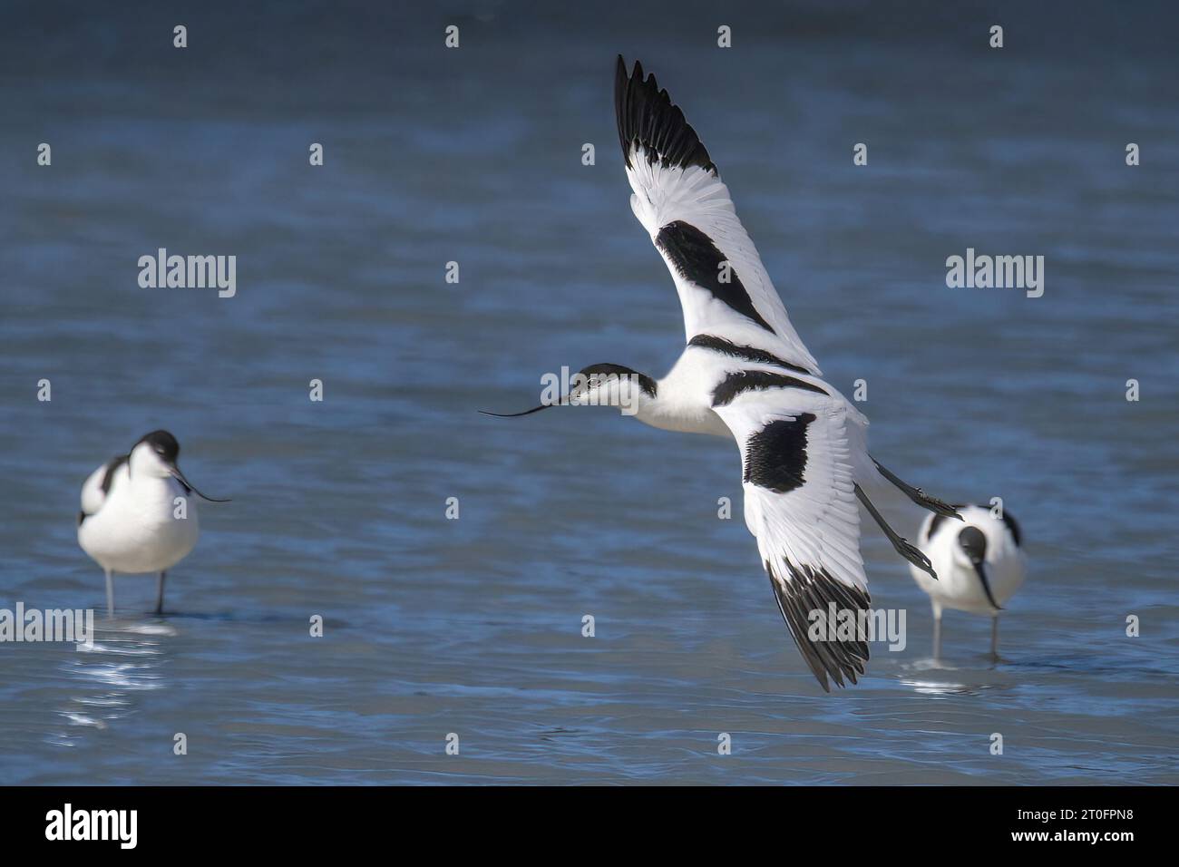 Avocettes dans la baie de somme Stockfoto