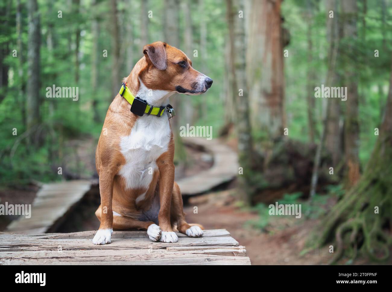 Hund mit gps-Tracker im Wald. Hündchen sitzen mit Spurhalsband und Bärenglocke auf hölzernem Wanderweg. Waldsicherheit für Hunde, die gerne jagen oder Stockfoto