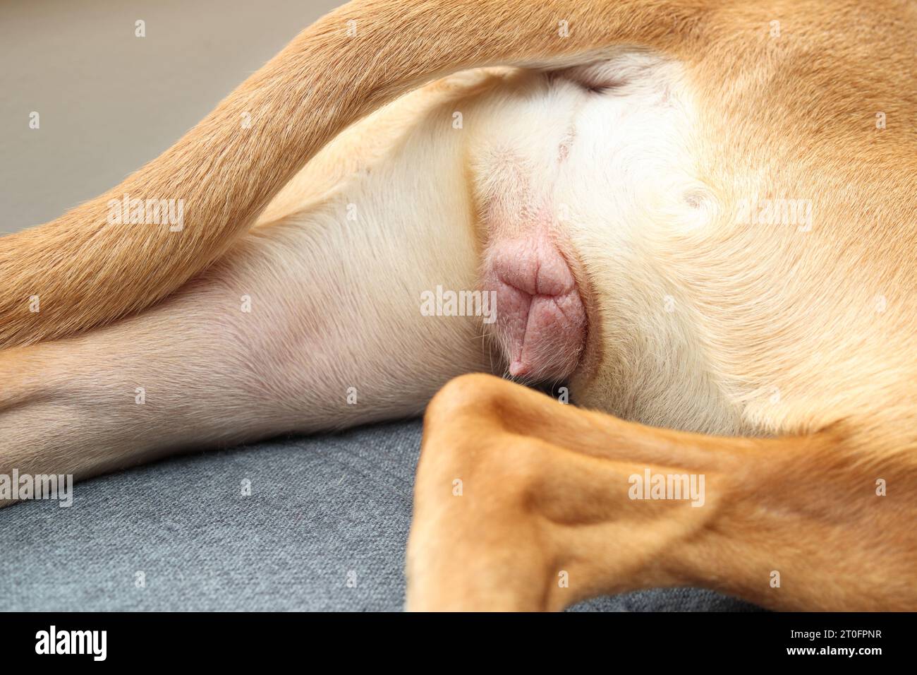 Weiblicher Hund in Hitze auf Sofa. Rückansicht eines Grossrassen-Hundes im Ostrusstadienzyklus mit Vulvaschwellung. Boxer Pitbull Mix, 10 Monate alt. Wählen Sie Stockfoto