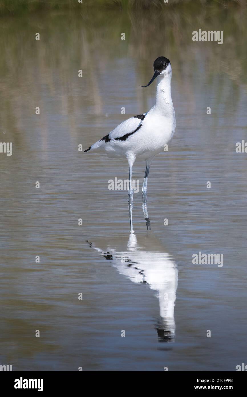 Avocettes dans la baie de somme Stockfoto