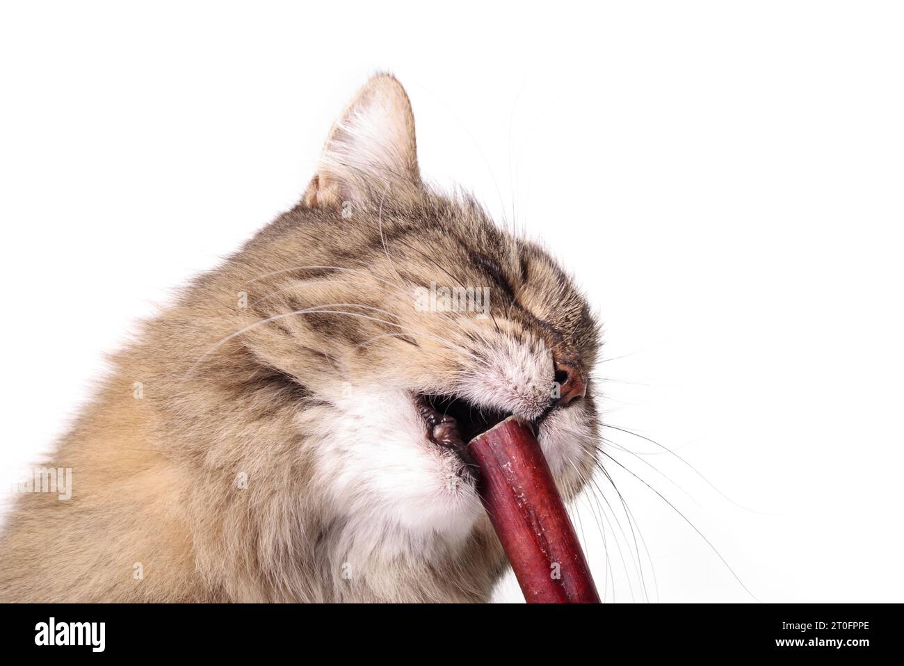 Flauschige Tabby-Katze, die Kaustock isst. Zahnlose Seniorenkatze, die versucht, einen Bissen von Rinderstiegel zu nehmen. Konzept für Dose Katzen Hundefutter essen oder Rindfleisch verdauen b Stockfoto