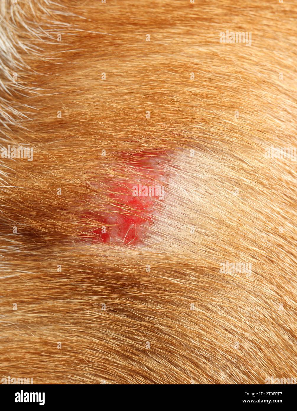 Hund mit Schabern an der Schulter, nachdem er in Hindernis gelaufen ist. Welpe mit flacher, frischer Wunde oder Verletzung. PET-erste-Hilfe-Hintergrund oder Wundheilung bei Hunden Stockfoto
