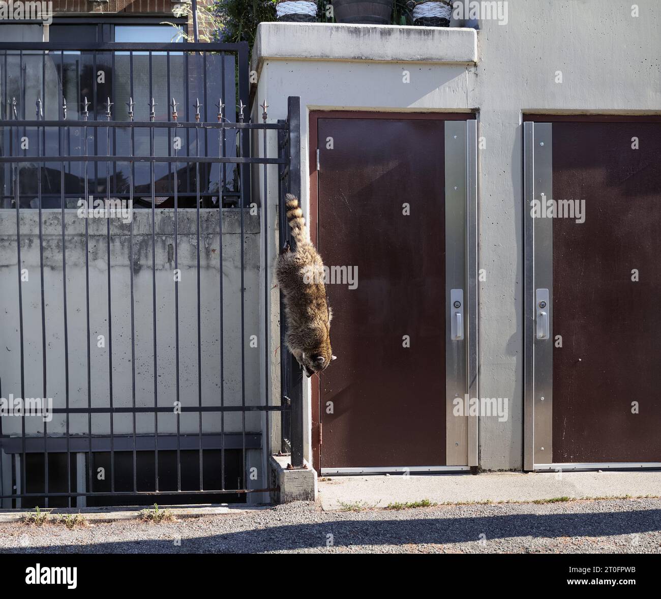 Städtischer Waschbär klettert senkrecht einen Zaun hinunter. Waschbär in Bewegung, verlässt das Gebäude nach unten entlang eines Metallgeländes. Urbane Tierwelt und Co-Residence mit Stockfoto
