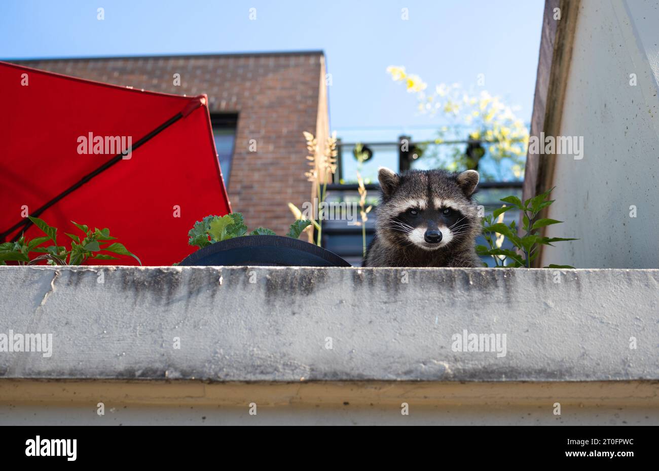 Netter Waschbär, der vom Balkon herunterblickt. Städtischer Waschbär mit Blick auf die Kamera, während er vor Pflanztöpfen mit Gebäudehintergrund sitzt. Städtische Tierwelt A Stockfoto