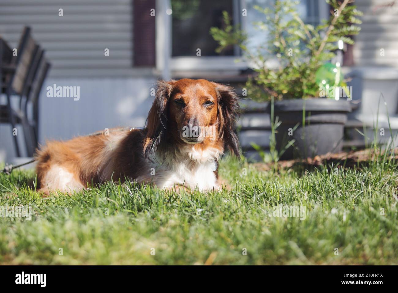 Roter Dackel, der im Garten vor dem unscharfen Haus schläft. Niedlicher, langhaariger wiener Hund, der an einem Sommertag im Gras liegt. 7 Jahre alter Mann, wiener Stockfoto