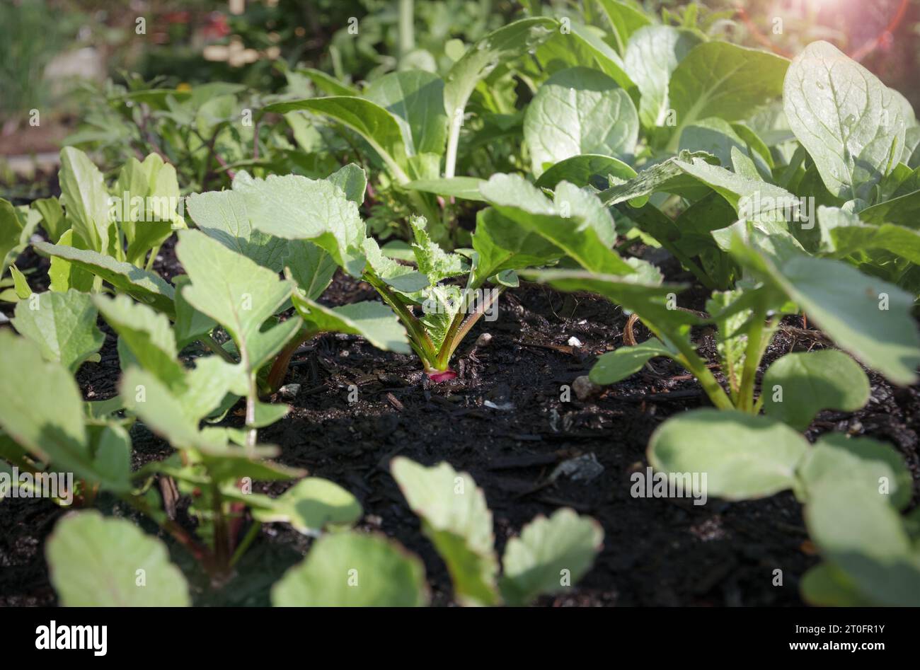 Viele rote Rettich-Setzlinge im Garten an sonnigen Tagen. Reihen junger Rettichpflanzen im Sommergarten vor der Ausdünnung. Bekannt als Tafelrettich oder Raphanus sativ Stockfoto