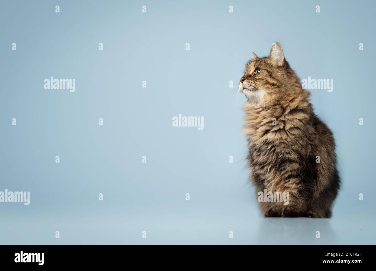 Tabby-Katze sitzt mit blauem Hintergrund. Seitenprofil einer süßen flauschigen Katze, die etwas Interessantes oder Neugieriges ansieht. Ganzkörper. 17 Jahre älterer Tabb Stockfoto