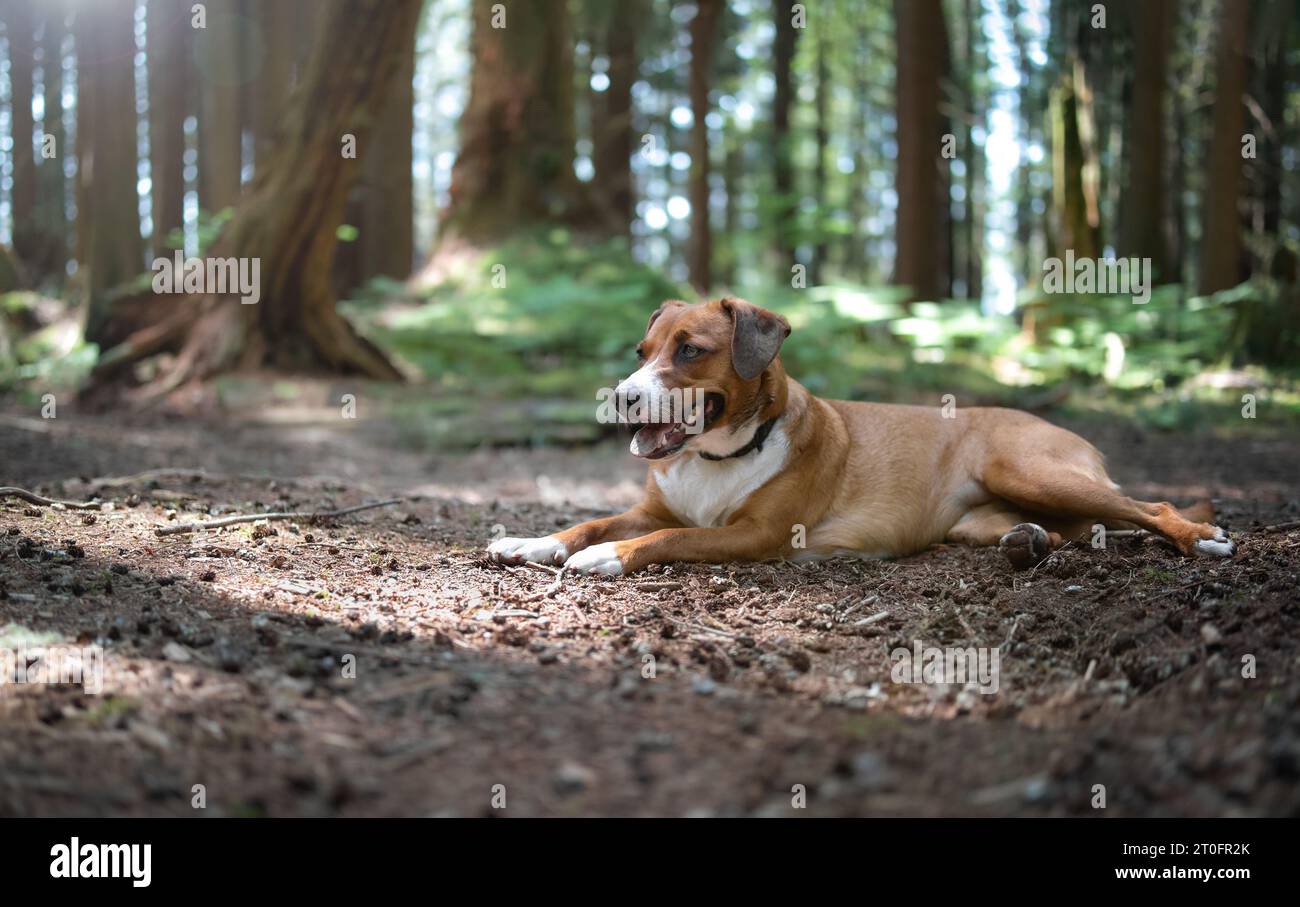 Hund, der auf kühlem Waldboden liegt, an heißen Sommertagen. Niedlicher Welpe, der eine Pause macht und sich auf dem Boden abkühlt. Weibchen-Mischhund Stockfoto Hund, der auf kühlem Waldboden liegt, an heißen Sommertagen. Niedlicher Welpe, der eine Pause macht und sich auf dem Boden abkühlt. Weibchen-Mischhund Stockfoto