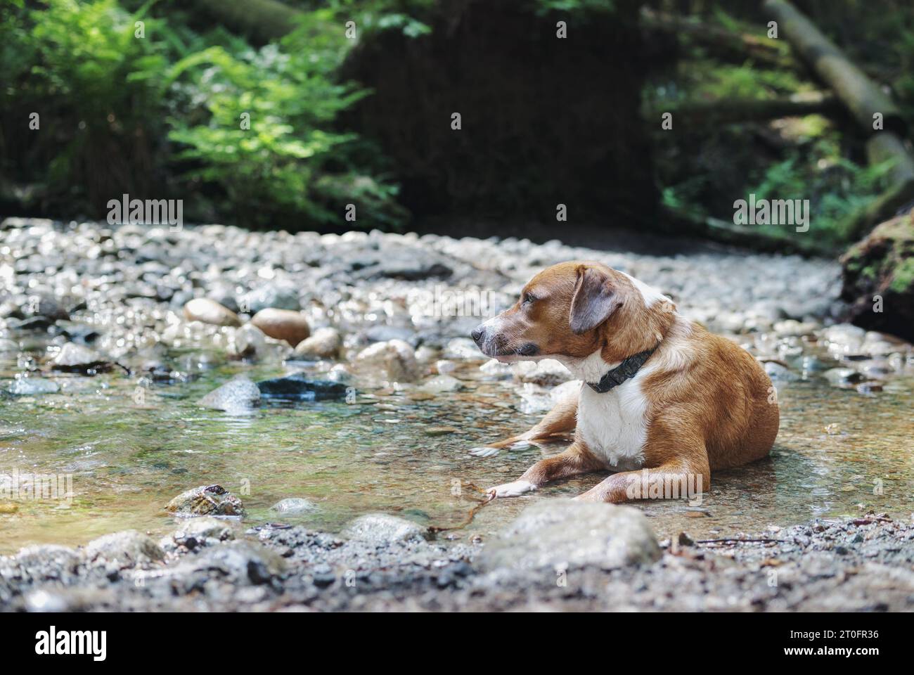 Hund liegt im Wasser im Wald an heißen Sommertagen. Niedlicher Welpe, der sich ausruht und sich im flachen Bach im Regenwald abkühlt. Weibchen-Mischhund. S Stockfoto