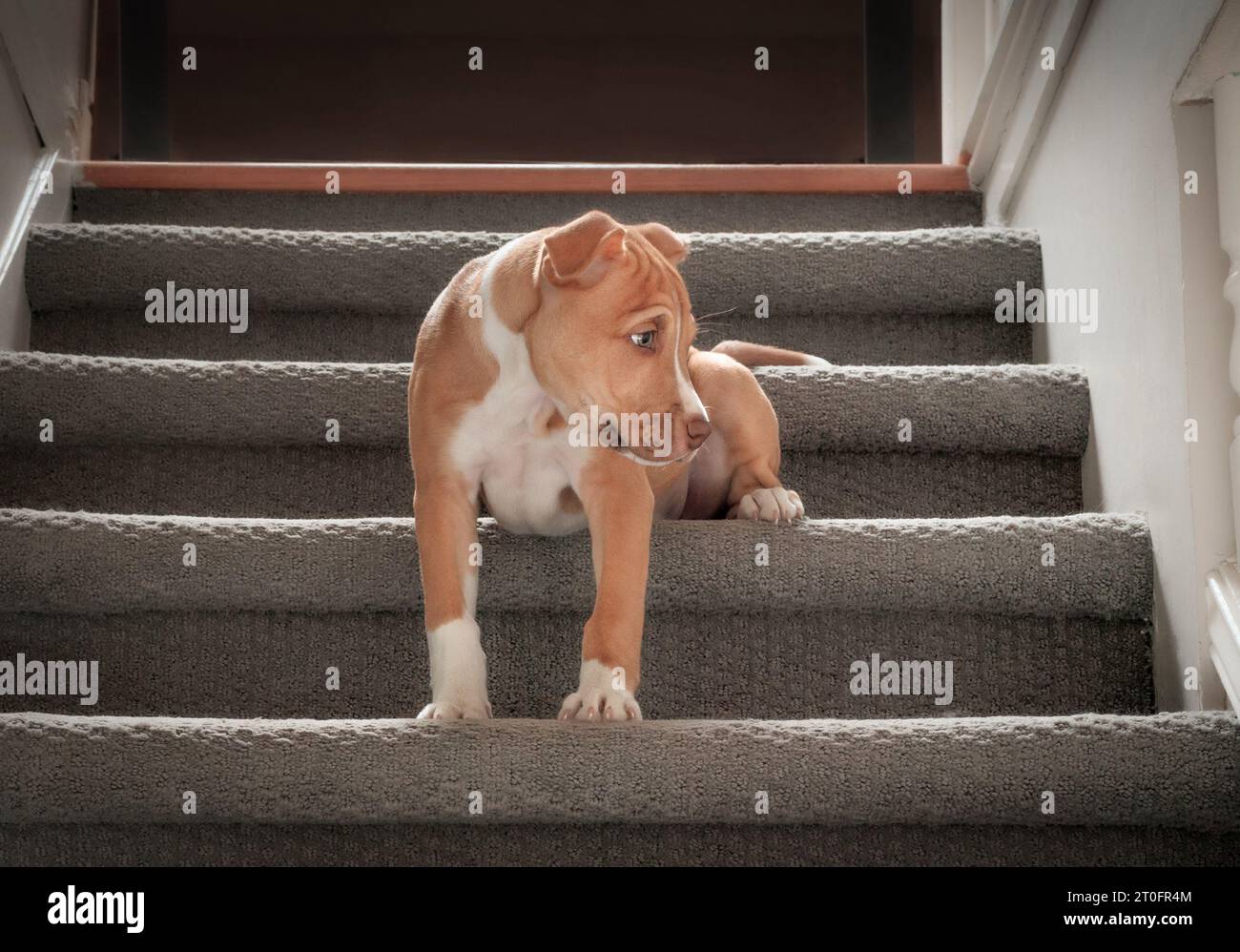 Niedliches Hündchen, das auf der Treppe sitzt. 12 Wochen alter Welpe, der lernt, die Treppe hinunter zu gehen. Zögerliche, schüchterne oder ängstliche Körpersprache. Hündchenkletterstraße Stockfoto