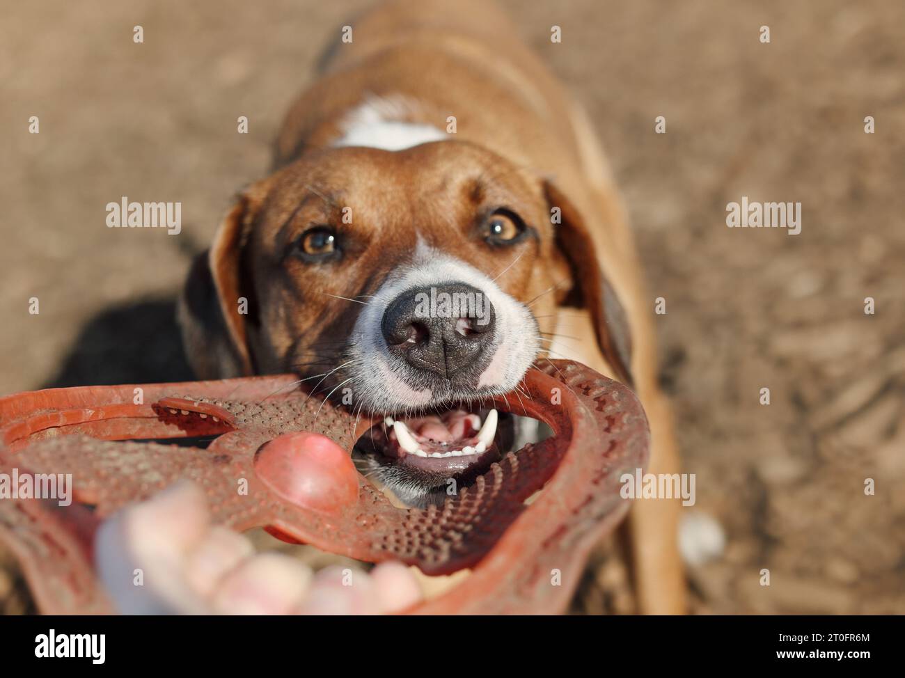 Hund mit Frisbee im Mund, der in die Kamera schaut. Vorderansicht eines Hundes, der mit dem Besitzer eines Haustiers im Park außerhalb der Leine spielt. Hundeschlittenspielzeit, Tauziehen oder Spielen Stockfoto