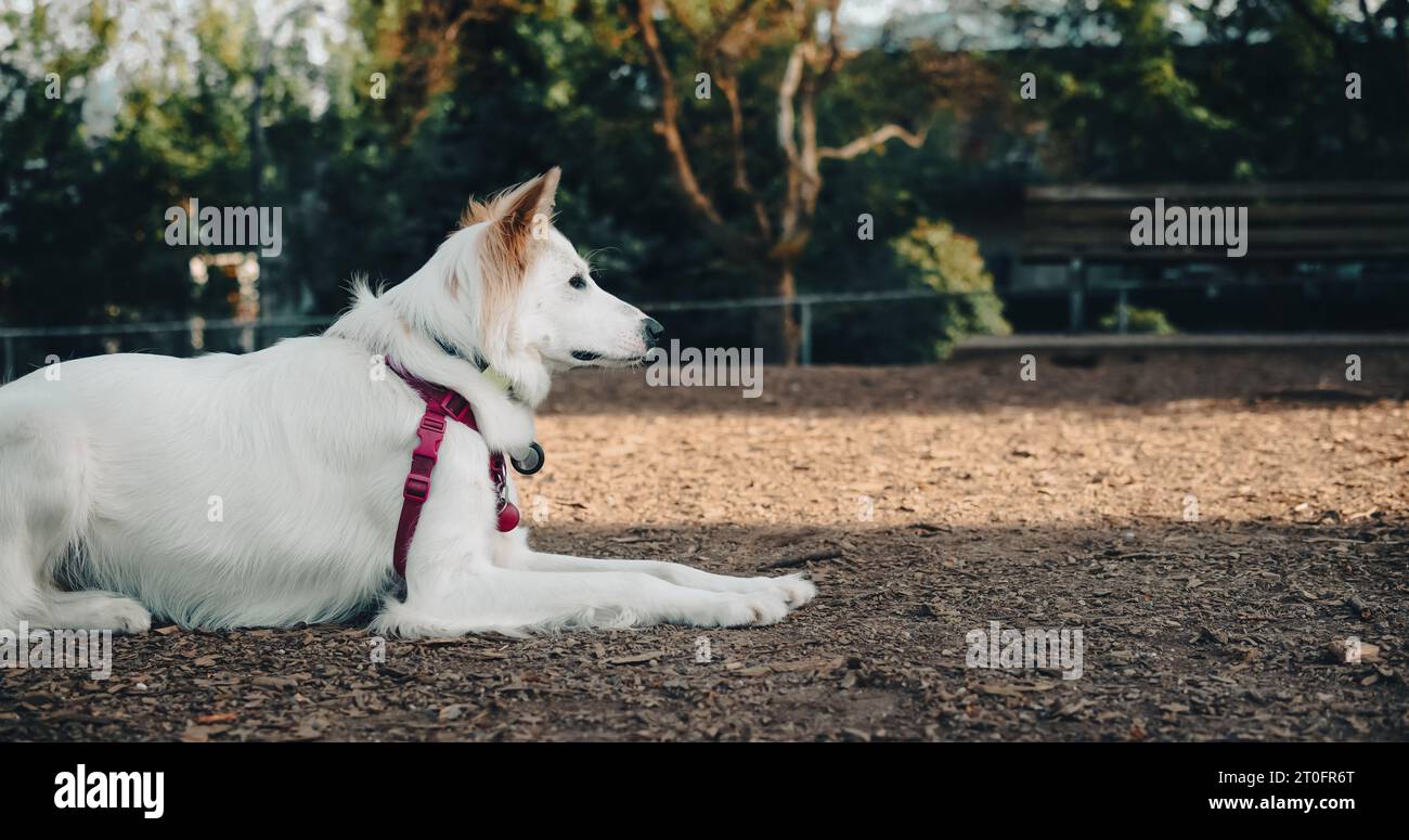 Großer Hund, der etwas vom Bildschirm sieht, während er auf dem Boden im Park liegt. Weißer flauschiger Hund, der intensiv und konzentriert aussieht und bereit ist, sich zu stürzen. 2 Jahre Stockfoto