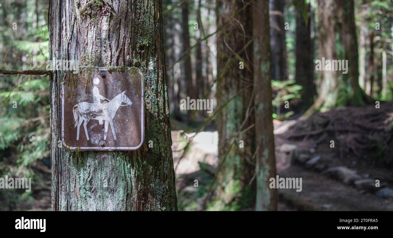 Altes Schild auf einem Baum im Wald mit unscharfem Weg. Vintage Pferd reitet Plakat mit Moos auf großen Zedernbäumen. Reiten in der Natur Stockfoto