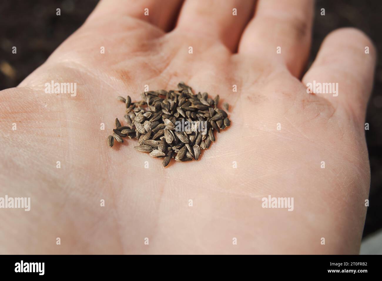 Salatsamen in der Hand vor dem Pflanzen im Garten. Schwarze Lose Blattsamen, die von der Frau gehalten werden. Sorte, bekannt als Grand rapids Salat oder Lactuca sativa Stockfoto