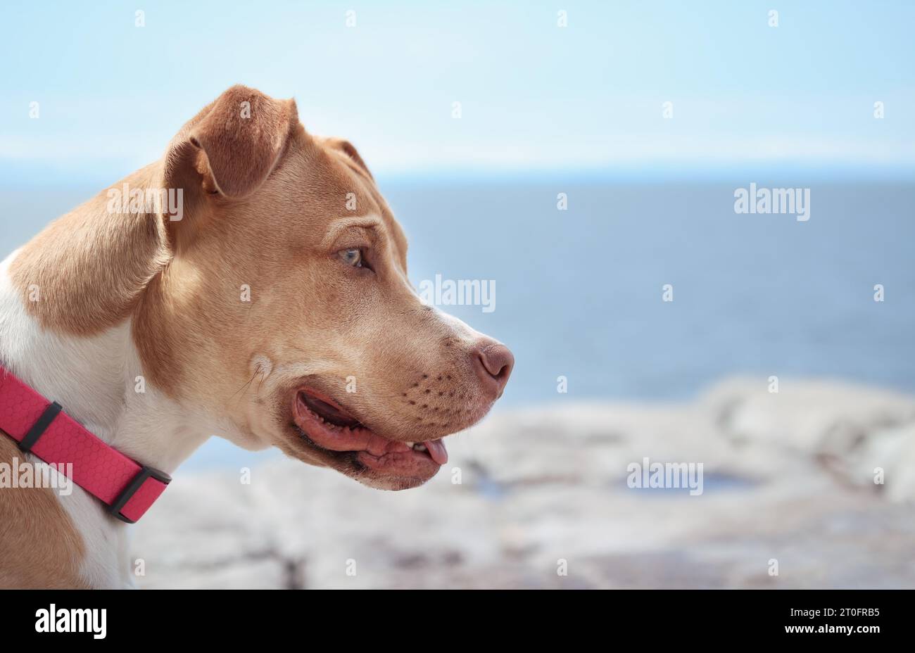Großer Hund vor Meer oder See. Seitenansicht eines Curios-Hündchens, der auf einer Wanderung entlang des Ufers etwas intensives ansieht. 7 Monate alt, weiblich Boxer Pi Stockfoto