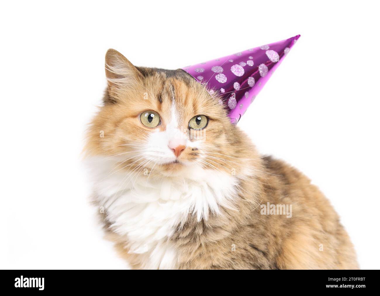 Flauschige Calico-Katze mit Partyhut, die in die Kamera schaut. Die orangene Katze trägt einen rosafarbenen Partykegel außerhalb der Mitte. Haustierkonzept für Partyfeiern und Feiertage Stockfoto