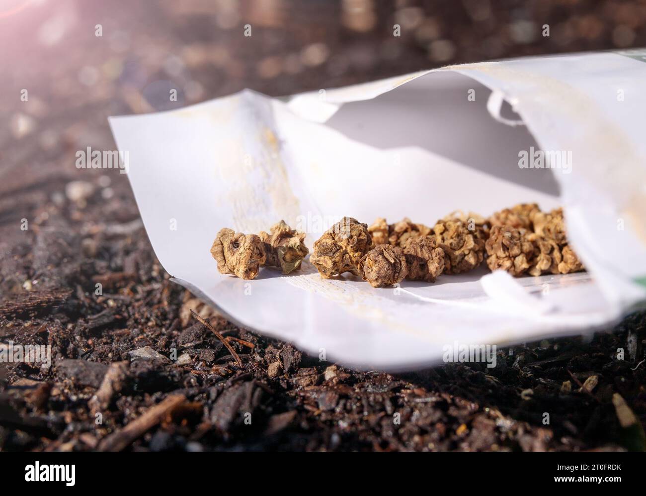 Mangold-Samen in Saatgutpackung auf dem Boden vor dem Pflanzen an einem sonnigen Frühlingsmorgen. Bekannt als Weißrübe, Silberbeete, Erdbeerspinat oder Beta Vulga Stockfoto