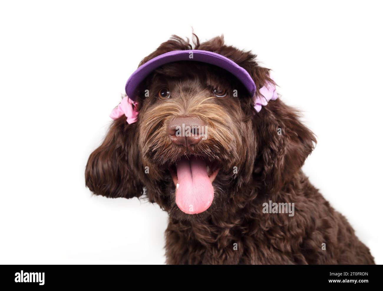 Lächelnder Hund mit Hut und Scrunchies, während er in die Kamera schaut. Kopfaufnahme eines glücklichen braunen, flauschigen Hündchens in rosa Kleidung. Mode mit Haustieren. Austr Stockfoto