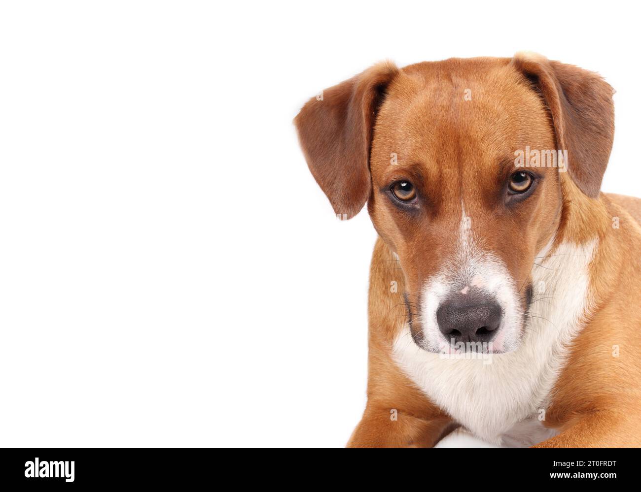 Brauner Hund, der in die Kamera blickt, mit ernsthaftem, konzentriertem oder intensivem Blick. Isolierter Kopfschuss eines Welpen mit Schlampenohren. 1 Jahr alte Harrier m Stockfoto