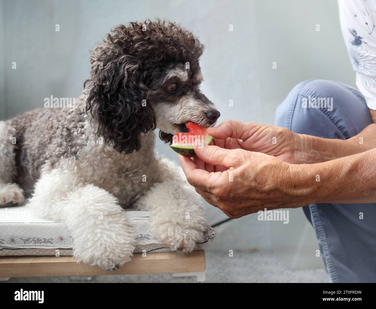 Der Hund isst Wassermelone aus der Hand der Haustierbesitzer. Süße Schwarzweiß-Pudel nehmen wird von einer älteren Frau gefüttert. Konzept für Früchte in der Hundefutter. Weiblich Stockfoto