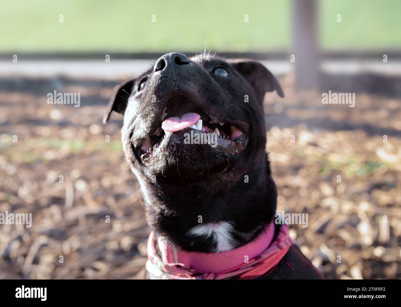 Hund sitzt, während er auf den Besitzer im Hundepark blickt. Kopfaufnahme eines Hündchens, der auf Spielzeug oder Leckerli wartet, mit konzentrierter Körpersprache. Weibliches schwarzes Staffo Stockfoto