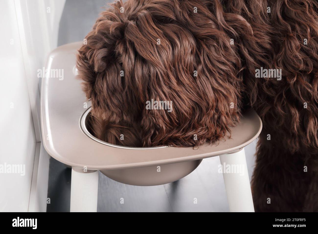Flauschiger Hund, der von einer Futterstation isst, Nahaufnahme. Niedlicher großer Hund mit Kopf in der Futterschale, während er in der Küche steht. Weibliches Labradoodle, 6 Monate Stockfoto