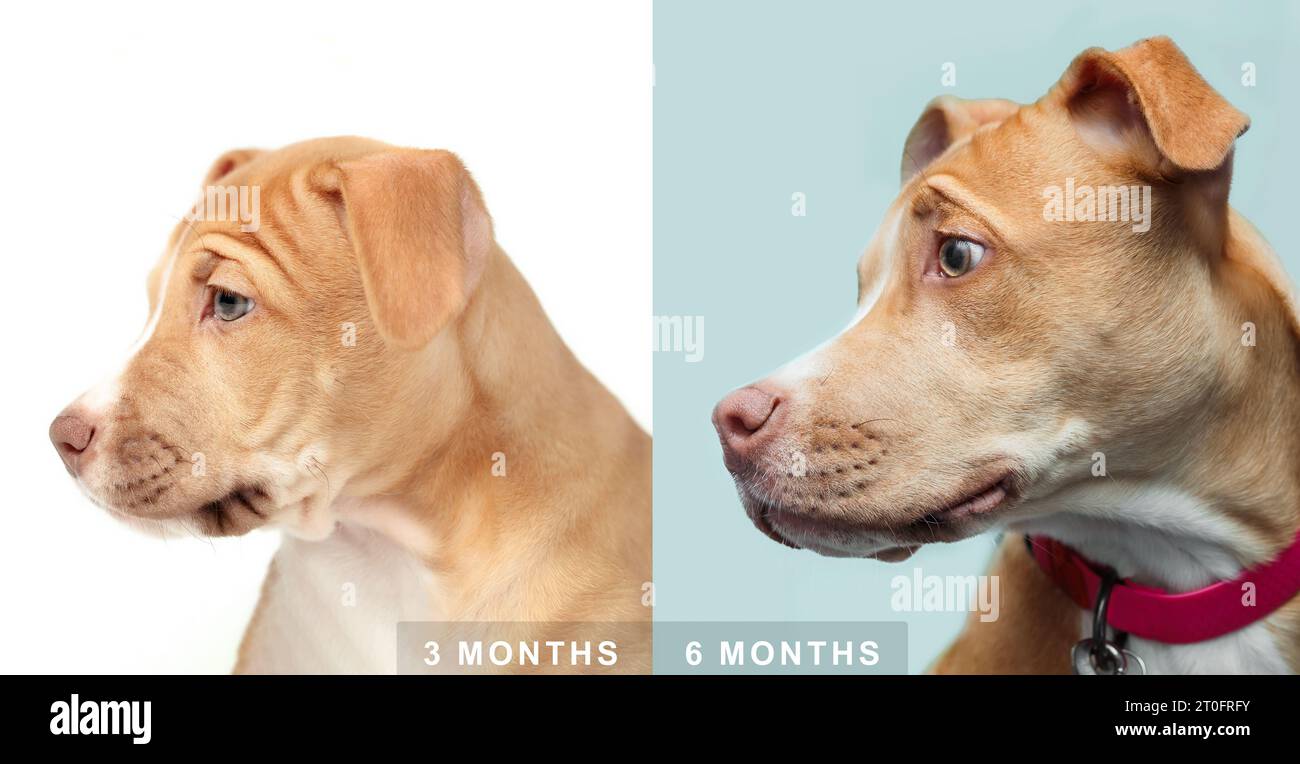 Vergleich oder Visualisierung des Welpenwachstums. Seitenansicht eines Hündchens mit Kopf an Kopf im Alter von 3 Monaten und 6 Monaten. Boxer Pitbull Mix bre, weiblich Stockfoto