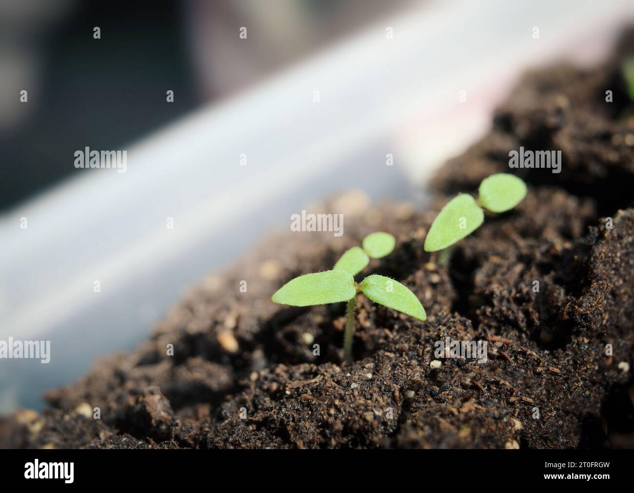 Erdkirschkeimling auf Fensterbank oder Gewächshaus. Die Nahaufnahme von Tante molly's Erdkirschpflanze ist gerade aufgetaucht. Bekannt als gemahlene Tomate, kapstachelbeere Stockfoto