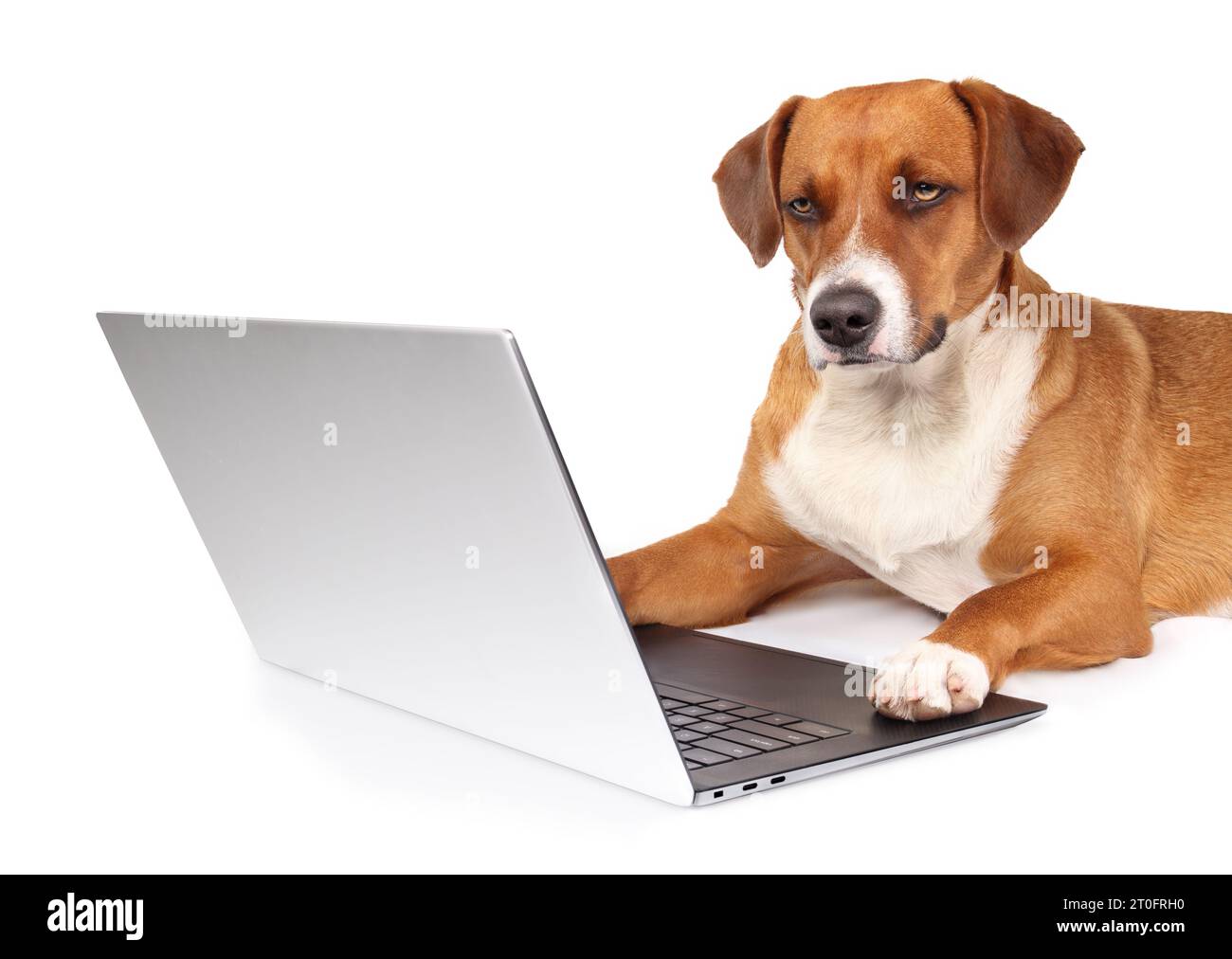 Isolierter Hund mit Computerpfoten auf der Tastatur. Ernsthafter Hündchen, der am Laptop arbeitet, während er in die Kamera schaut. Haustiere und Technologie für Arbeiten, Einkaufen, Stockfoto