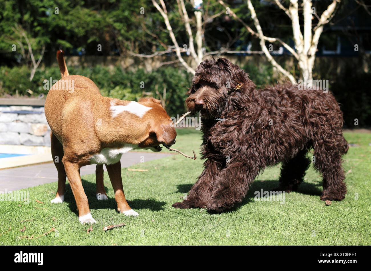 Hunde spielen Tauziehen mit Holzstock im Garten. Zwei Hunde stehen einander gegenüber. Ressourcenschutz, Hundebindung oder Spielzeit für Hundefreunde. Harrier Mix Hund Stockfoto