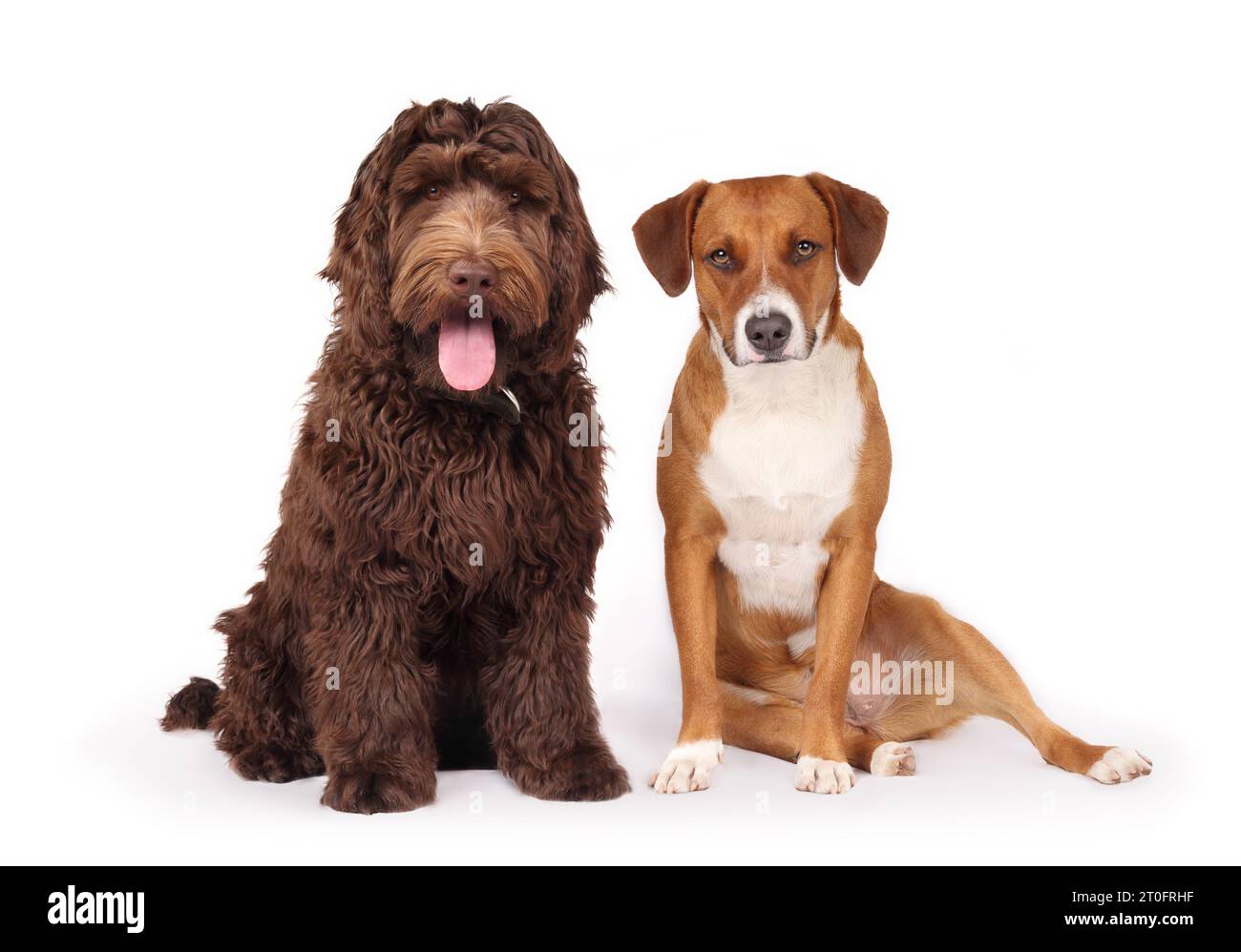 Glückliche Hunde sitzen und schauen in die Kamera. Vorderansicht zweier Hundefreunde, die nebeneinander sitzen. Harrier-Mix-Hund mit schlampiger seitlicher Beinhaltung Stockfoto