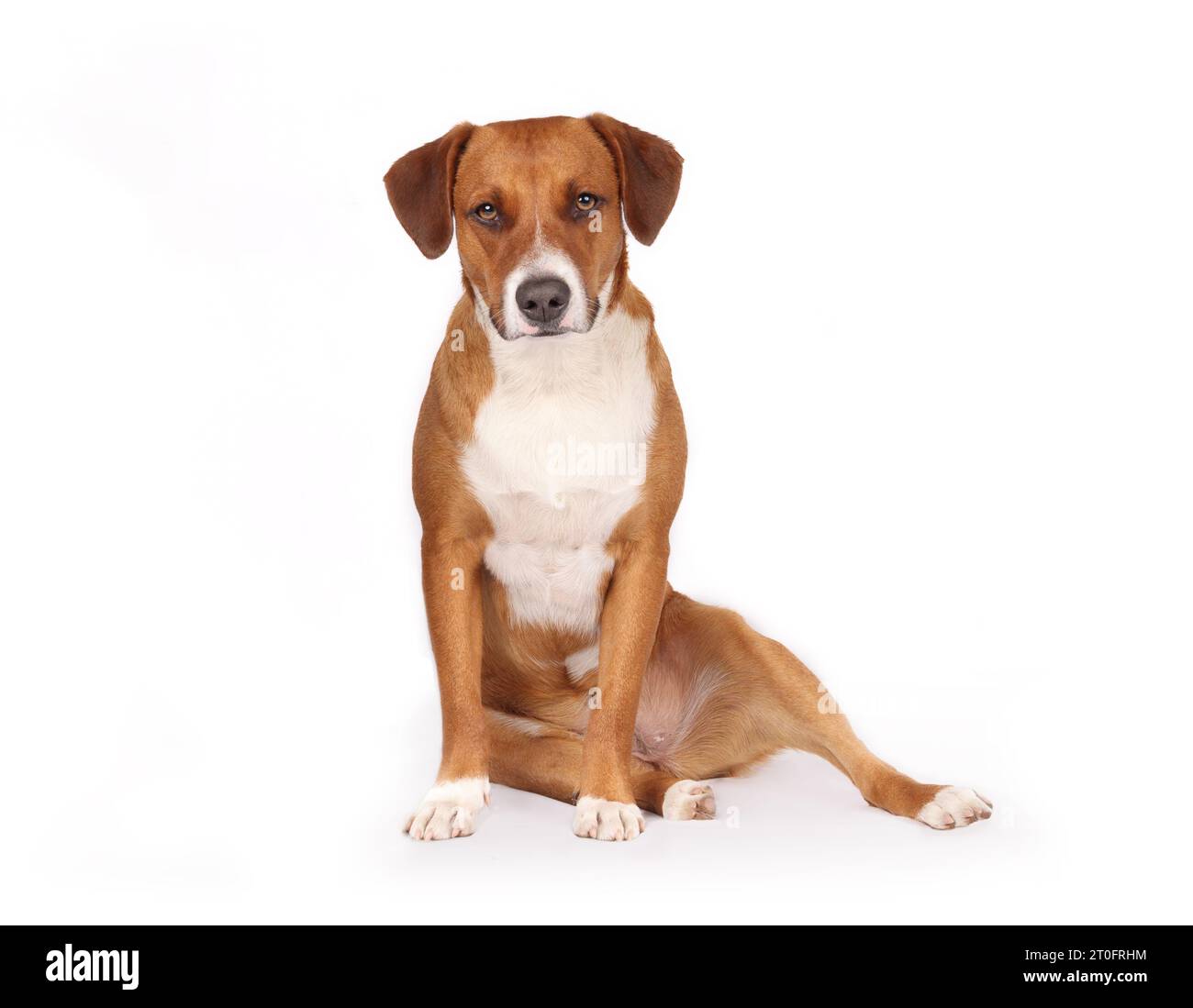 Entspannter Hund, der schlampig oder seitlich mit den Beinen sitzt. Hund mit lustiger Sitzposition, bekannt als Welpe sitzend. Mögliche gesundheitliche Probleme wie Verletzungen oder Hi Stockfoto